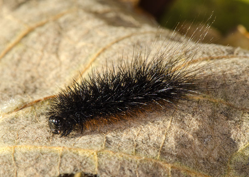 Bruco da determinare - Cfr. Hyphoraia sp. Erebidae Arctiinae